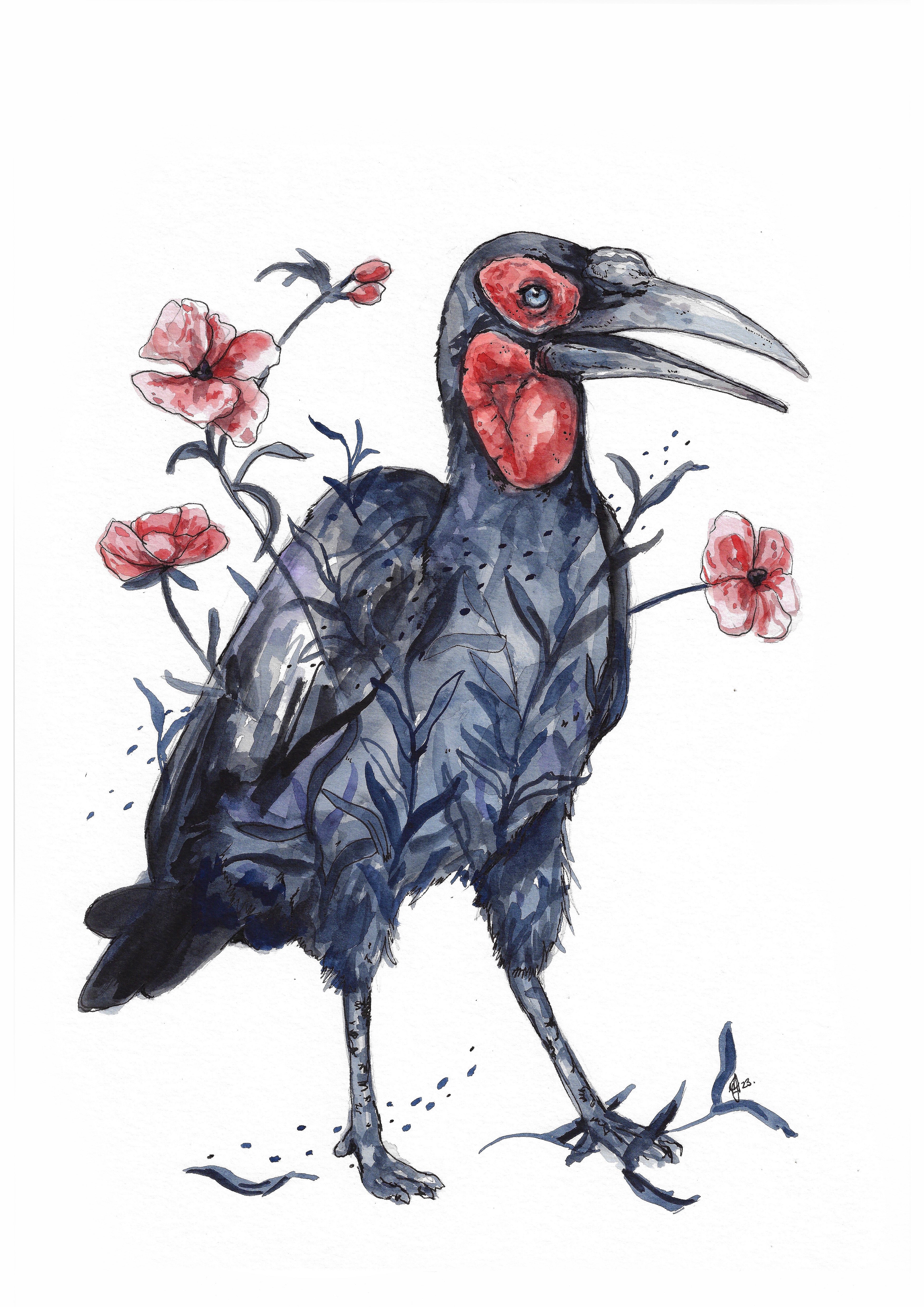 Southern African hornbill A3