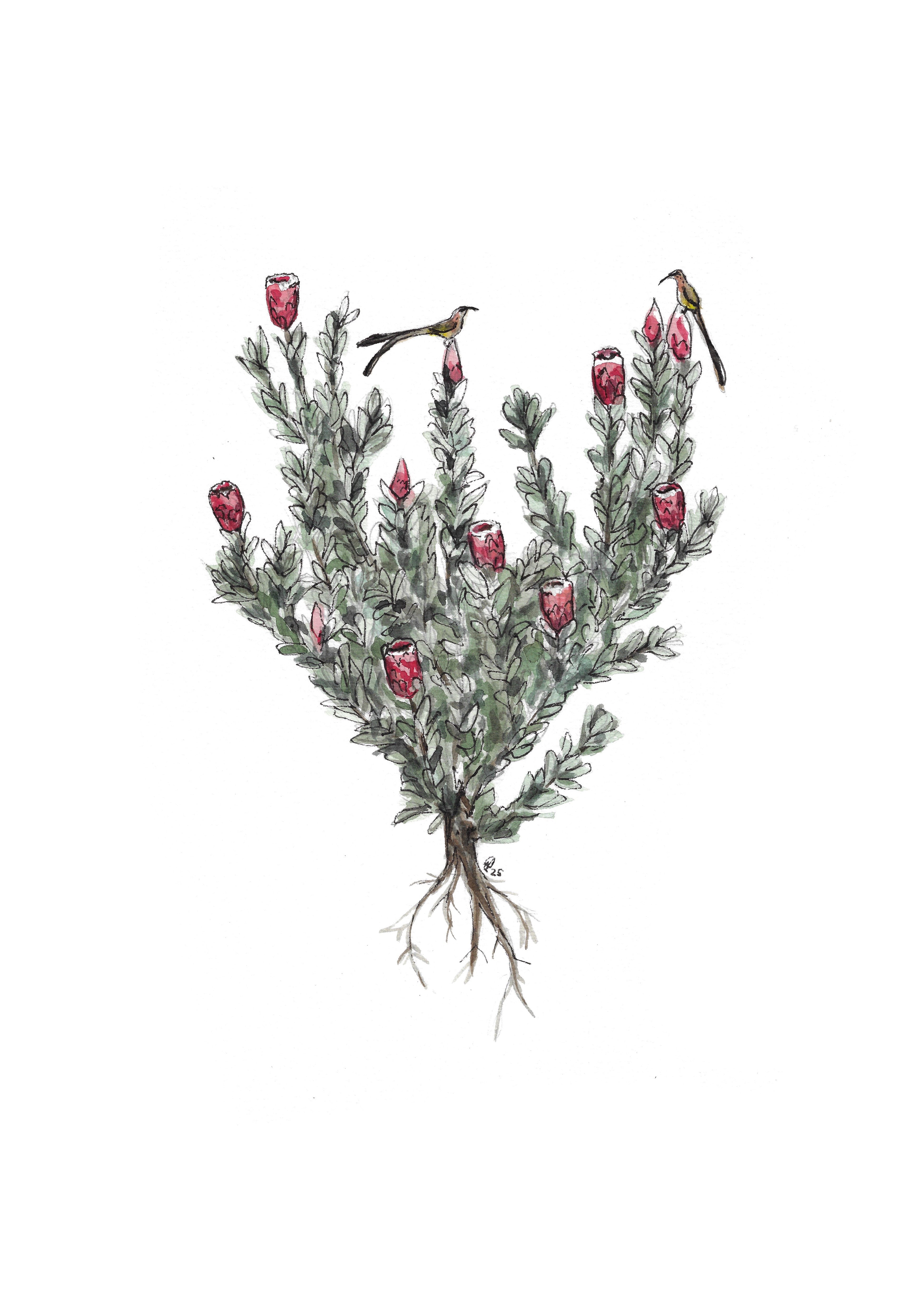 Protea | 30cm x 40cm