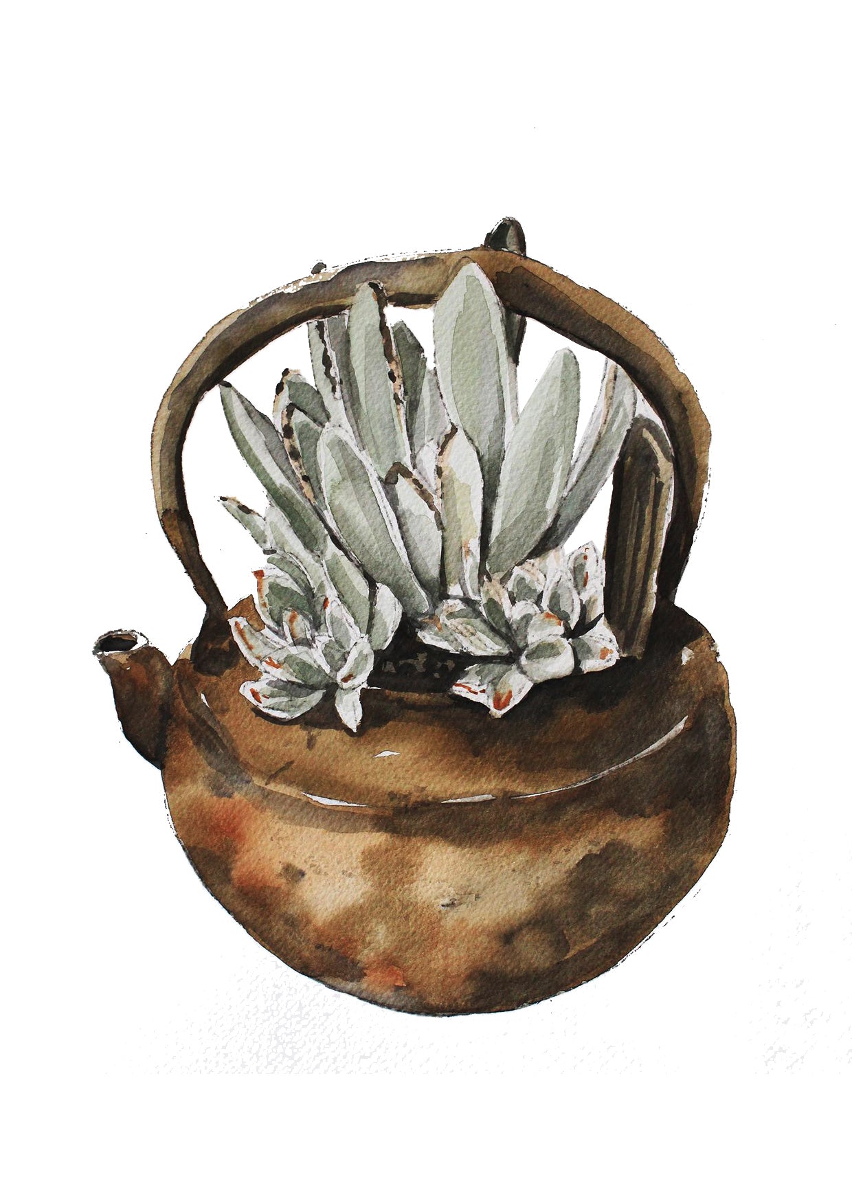 Succulent pack