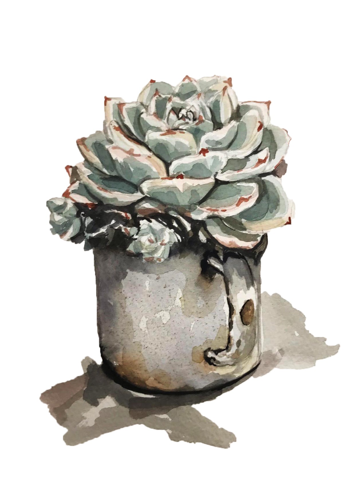 Succulent pack