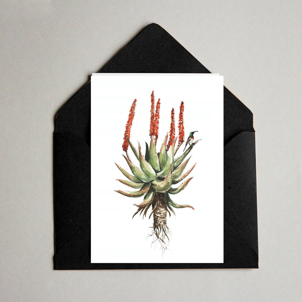 Succulent pack
