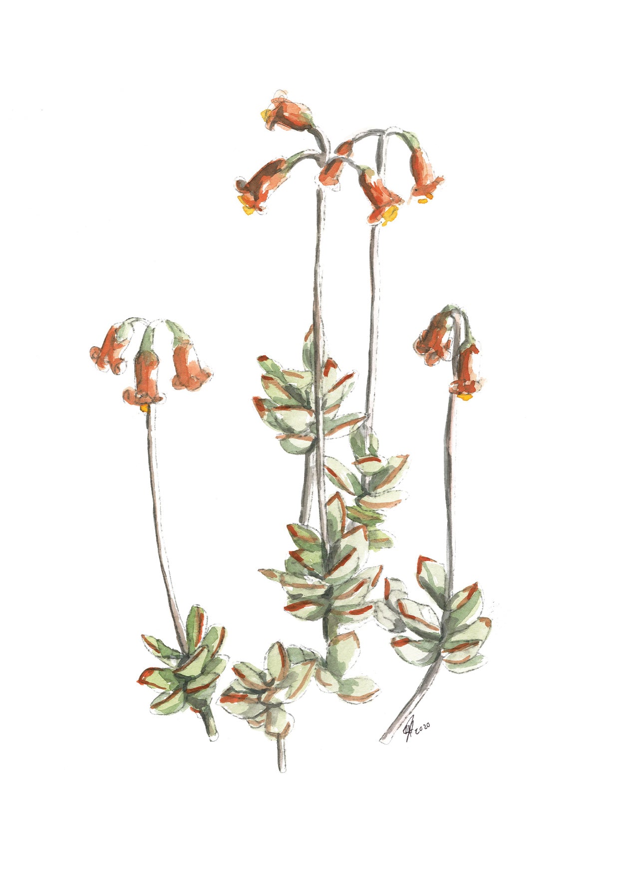 Succulent pack