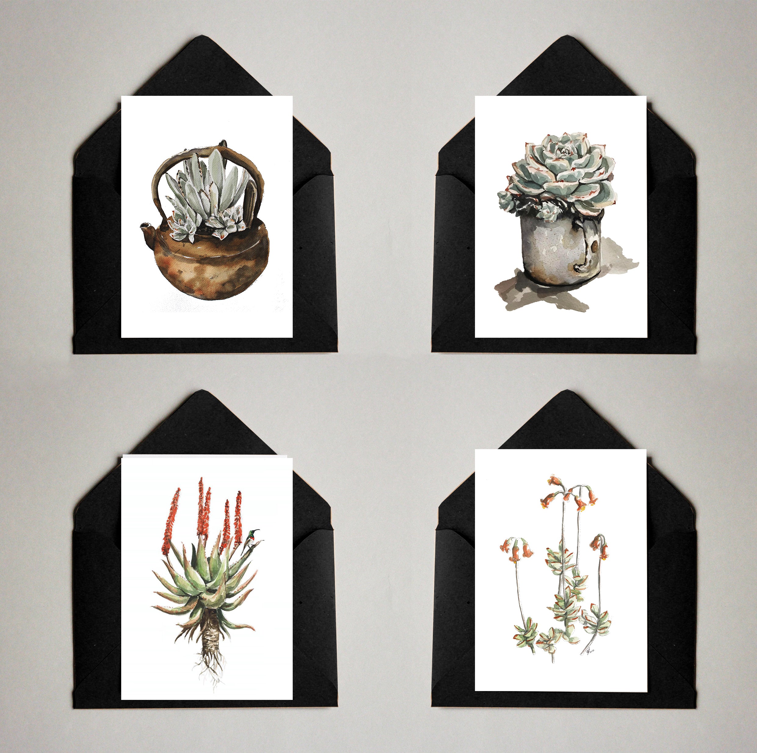 Succulent pack