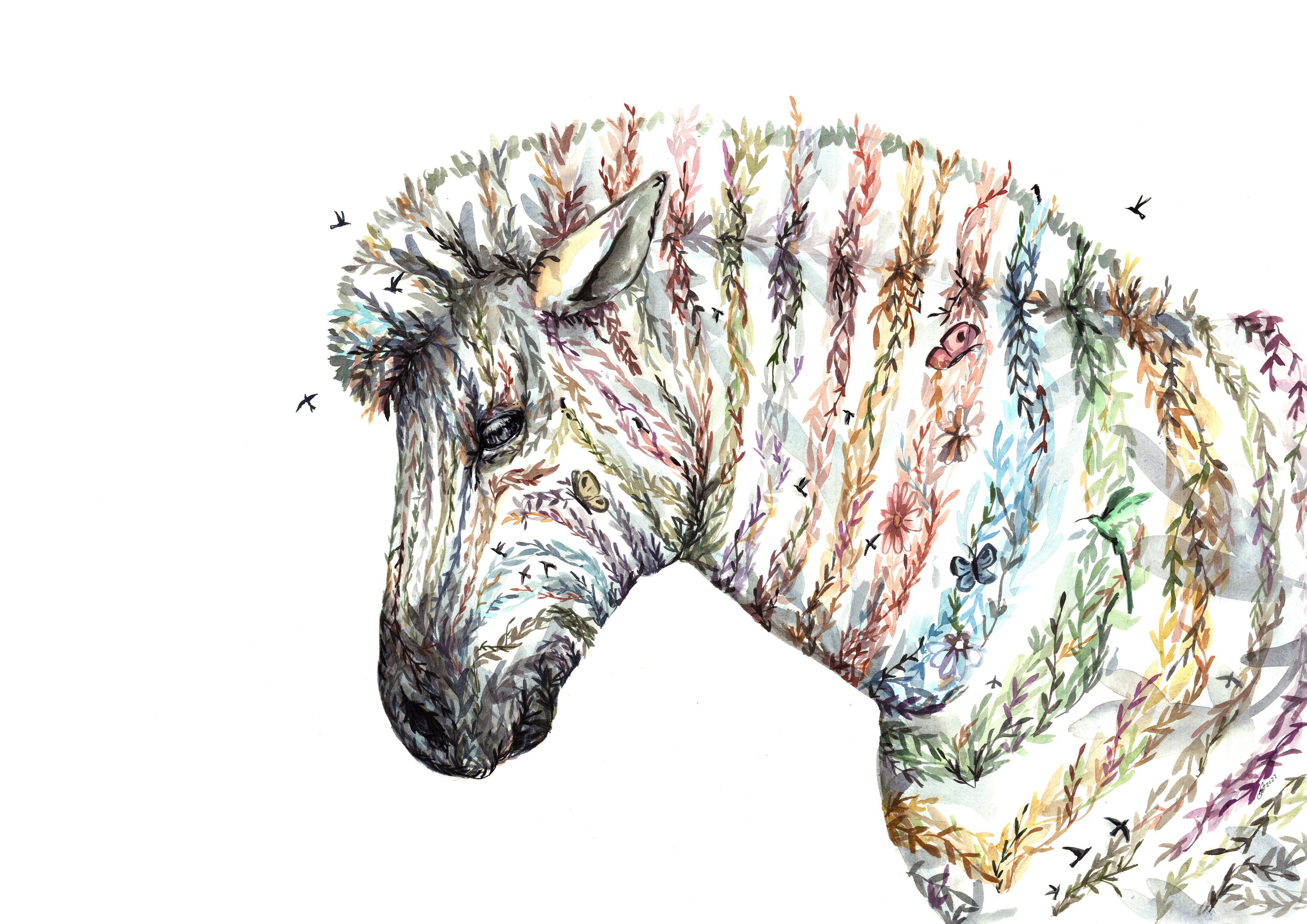 Colourful zebra