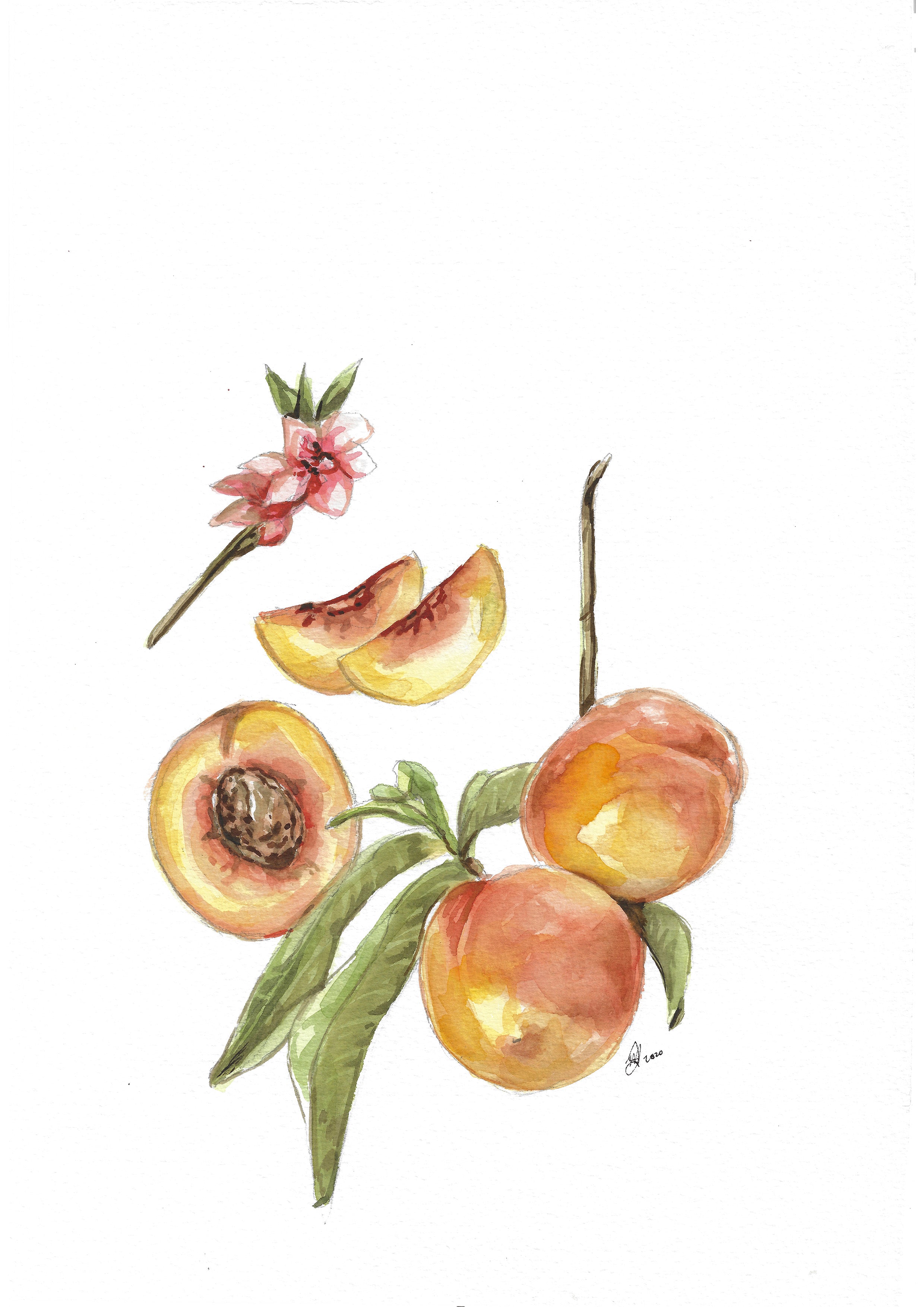 Peaches 37,5cm x 26cm