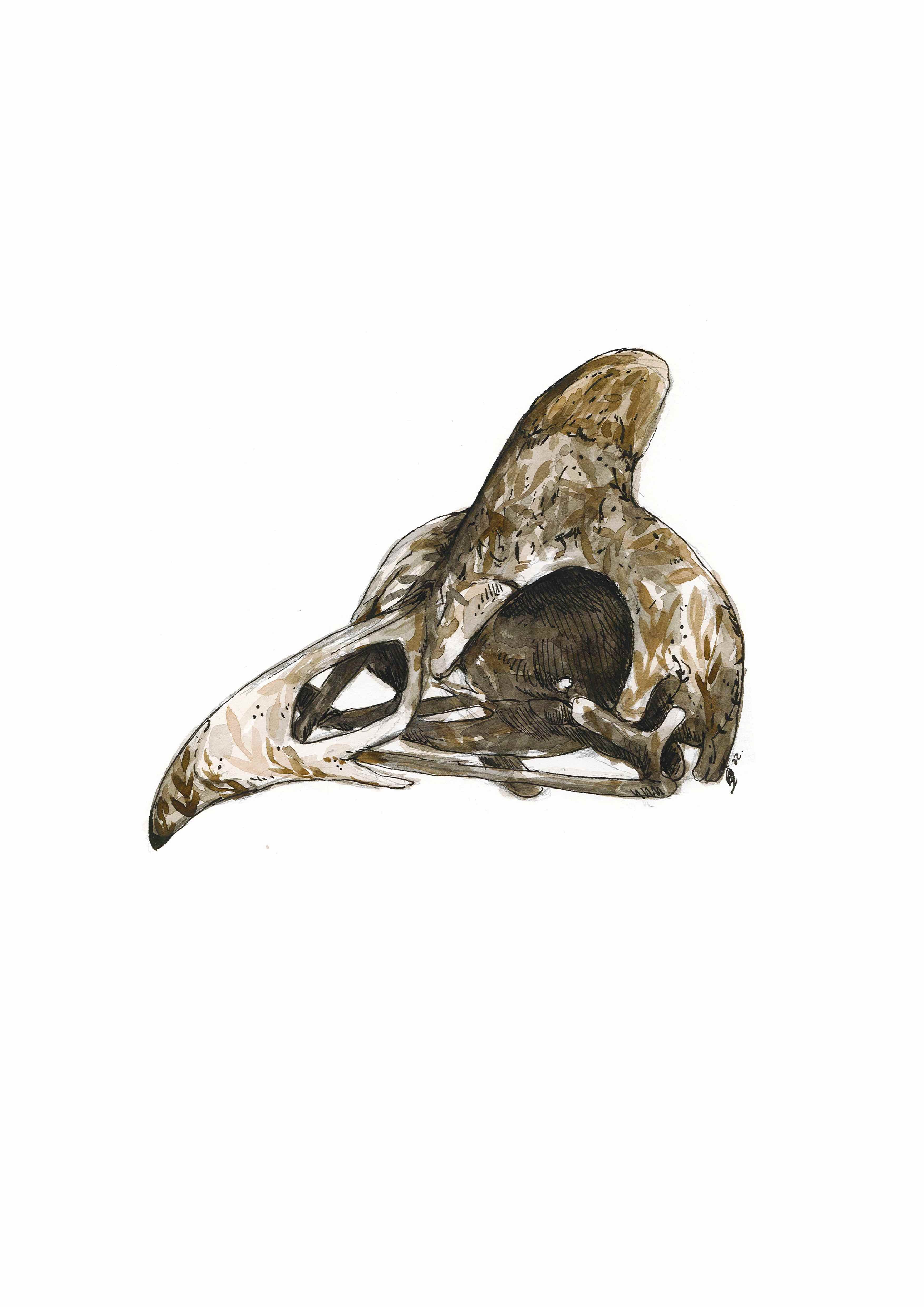 Geniue Fowl Skull A3