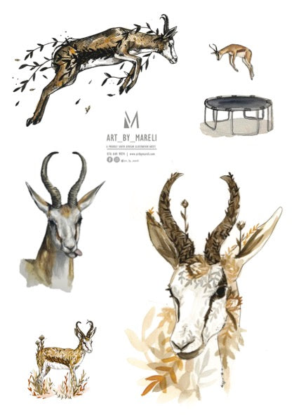 Springbok collection