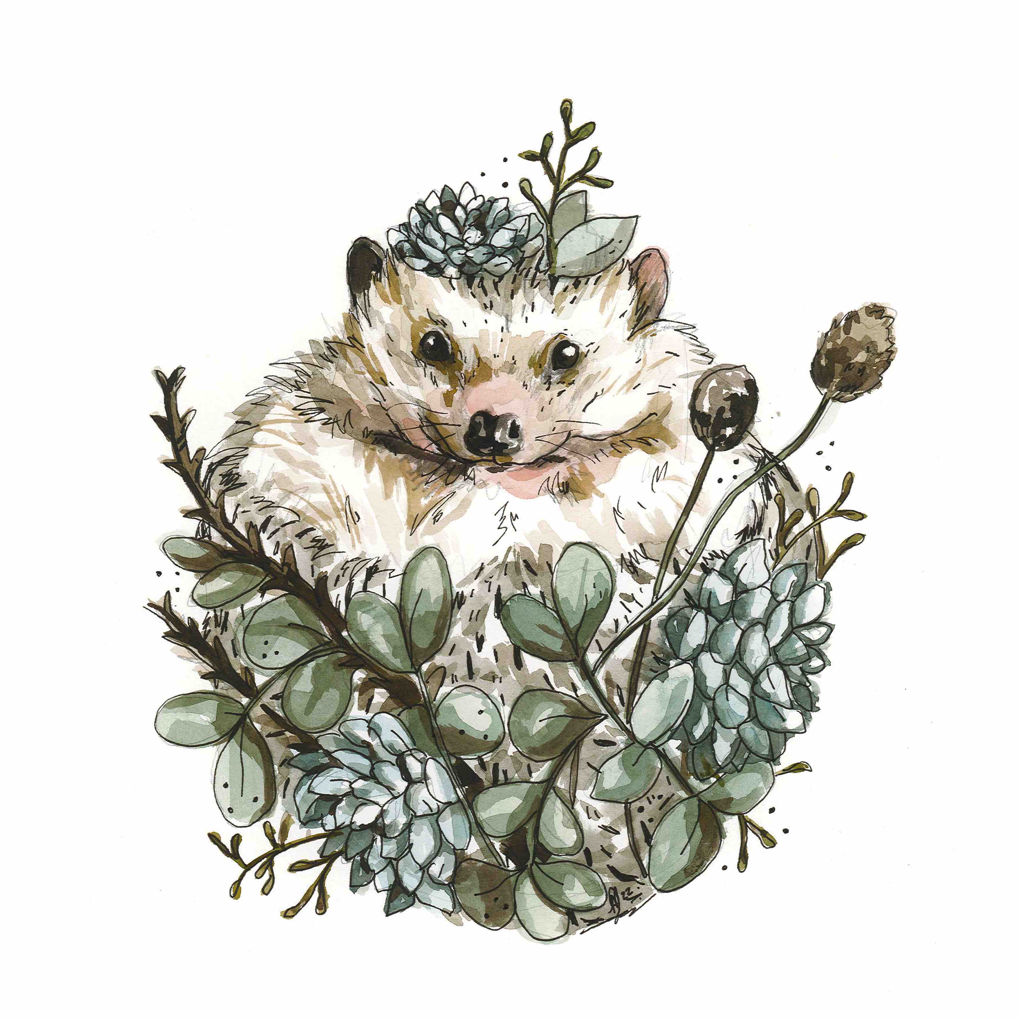 Hedgehog