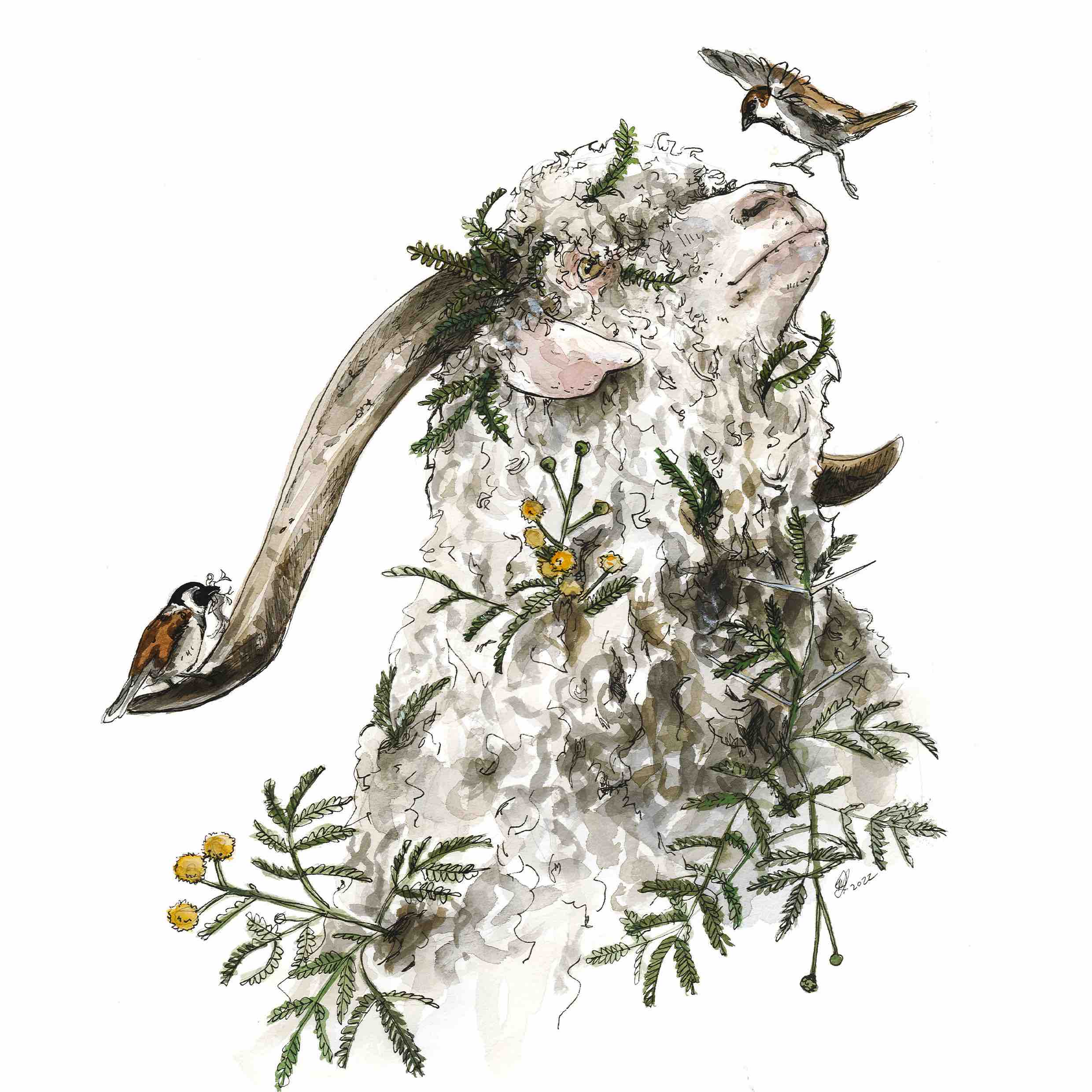 Angora from the Karoo