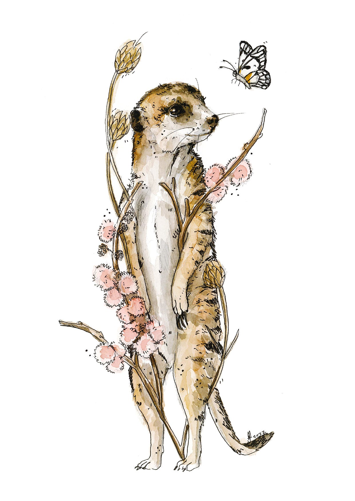 Meerkat