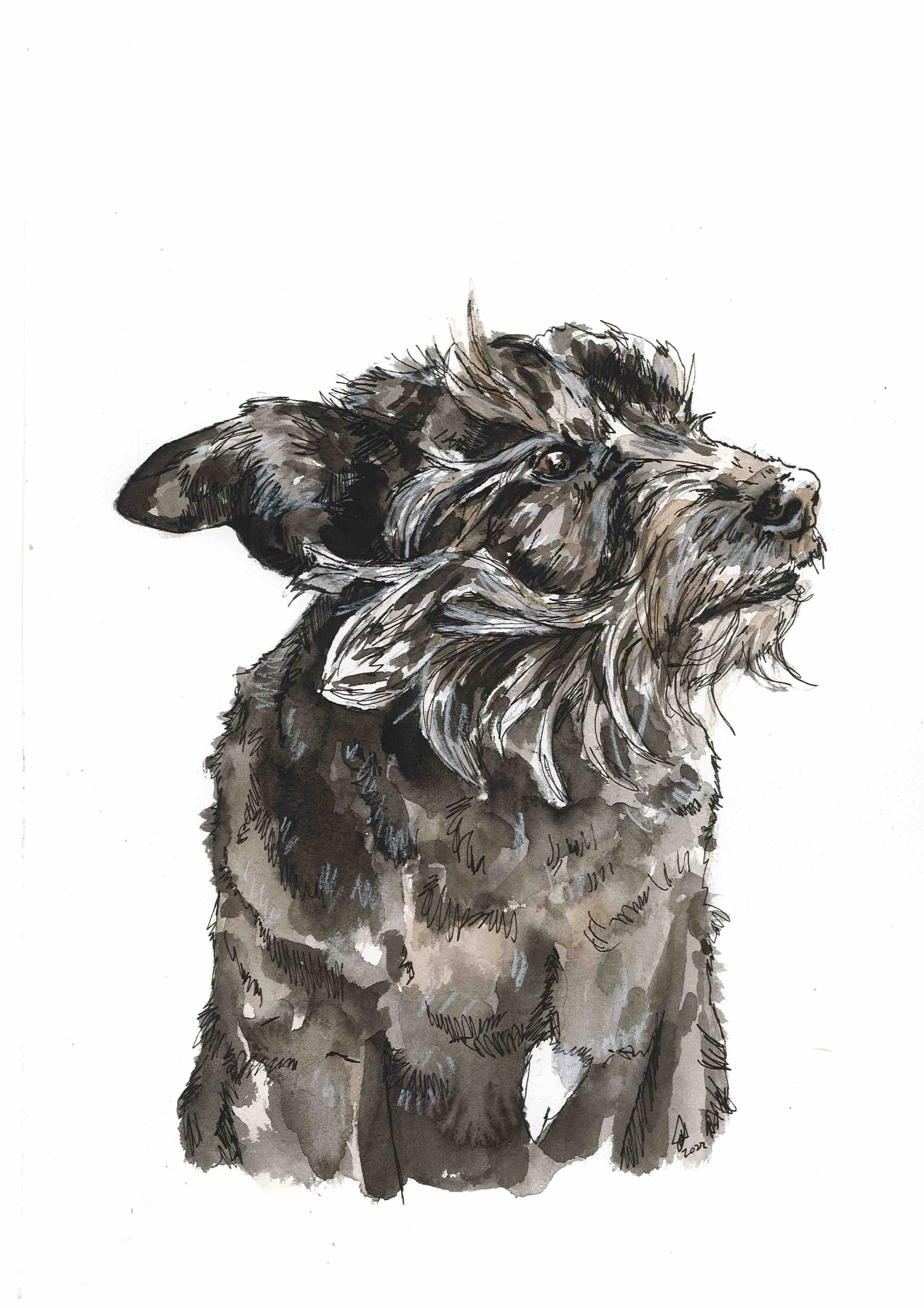 Pet portait commision