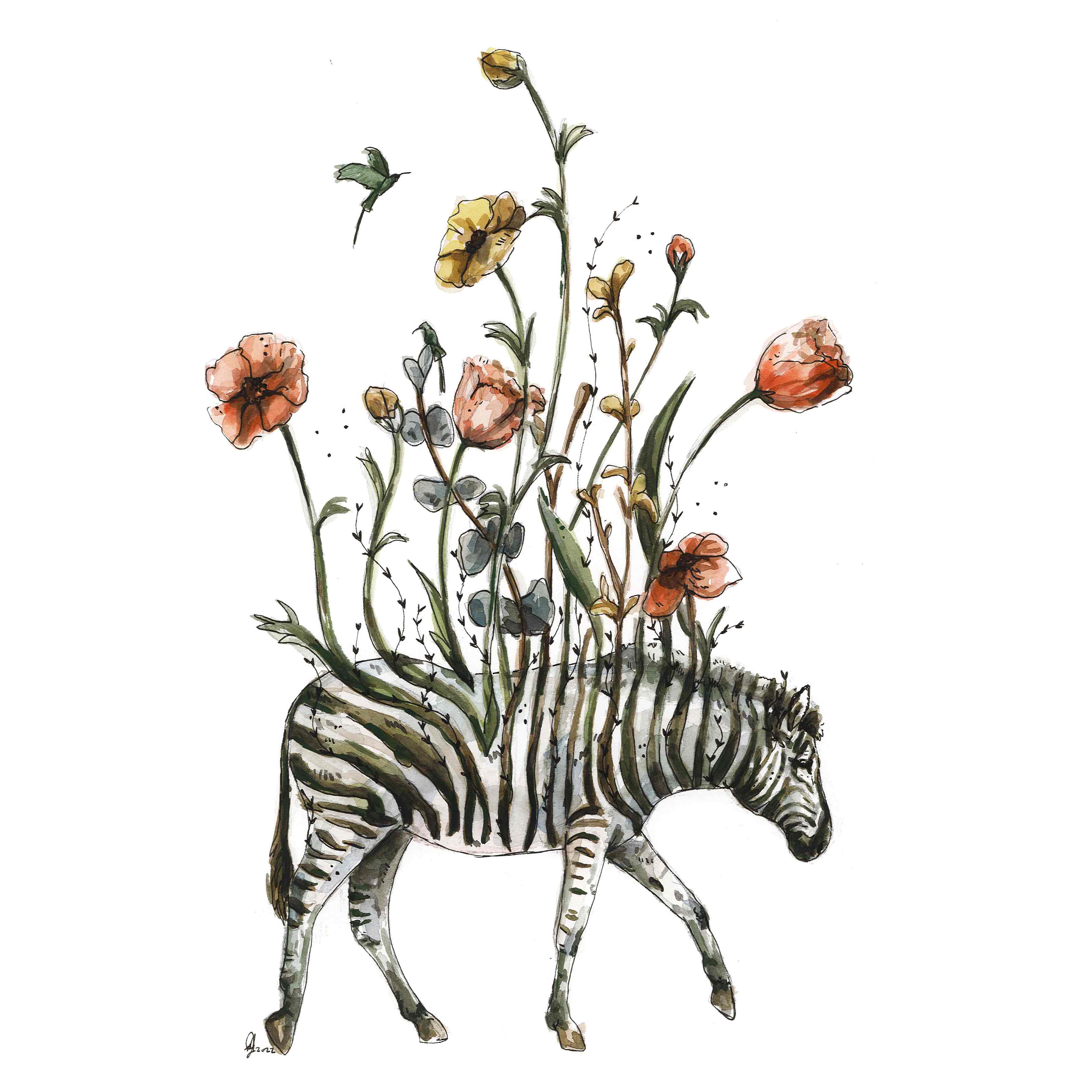 Blooming zebra