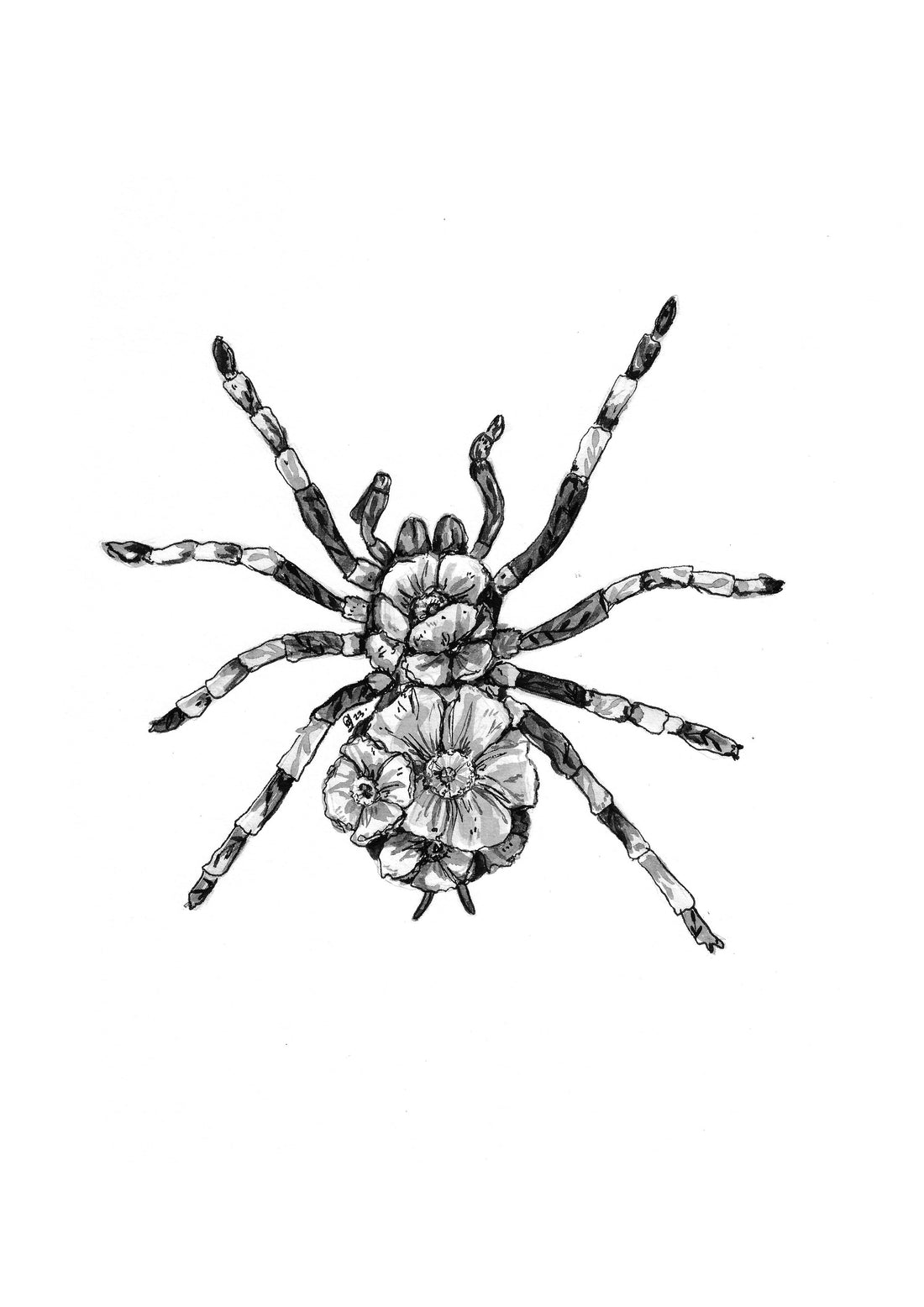 Spider 30cm x 40cm