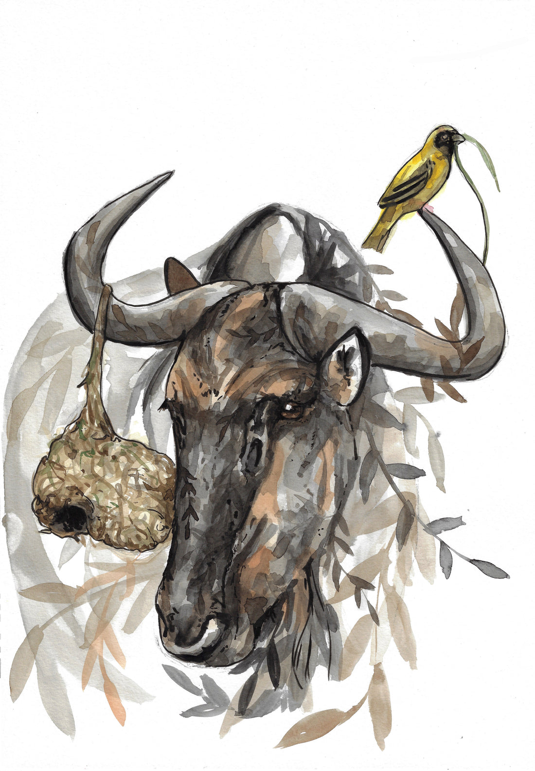 Blue wildebeest A3